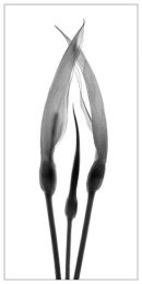 Arum Lilies 4